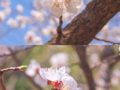 -大觉寺-停车场