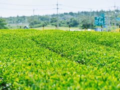 -雪绿茶博物馆