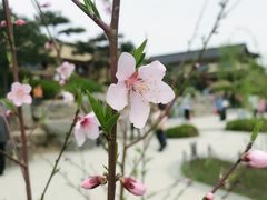 -诗经里