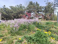 -大兴滨河森林公园