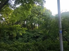 -青枫公园