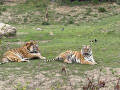 -沈阳森林动物园