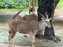 -深圳野生动物园