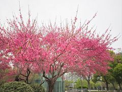 -西湖文化广场
