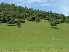 -关山草原