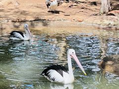 -费瑟代尔野生动物园