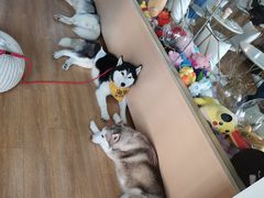 -Husky Go! 哈士奇体验馆·宠物咖啡厅狗咖