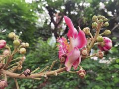 -中国科学院华南植物园