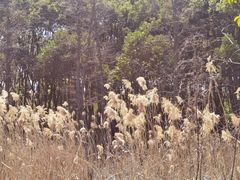 -广富林郊野公园