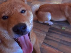 -柴源莊·柴小宠柴犬咖啡
