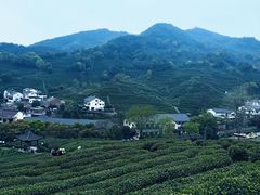 -阿巧茶庄