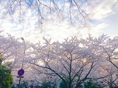 -武汉大学-樱园