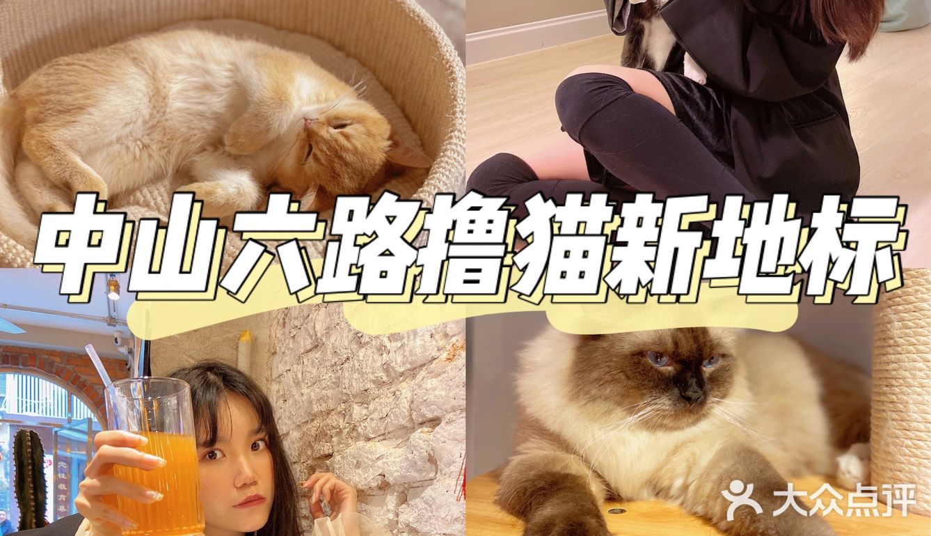 猫咖啡探店｜中山六路撸猫新地标
