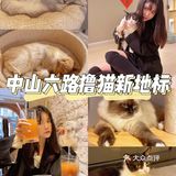 猫咖啡探店｜中山六路撸猫新地标