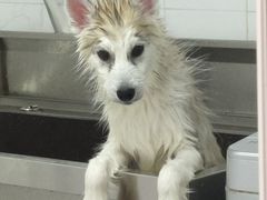 -Husky Go! 哈士奇体验馆·宠物咖啡厅狗咖