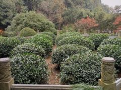 -十八棵（老龙井）御茶园(老龙井店)