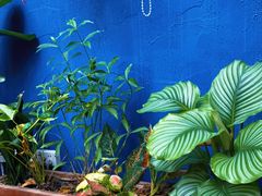 -Golden Lily河内巴黎法越料理餐厅(建国西路店)