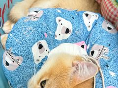 -纳吉亚猫专科动物诊疗中心(蒋宅口分院)