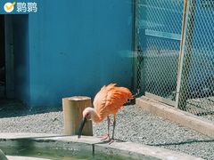 -青藏高原野生动物园