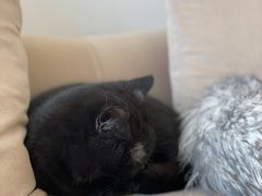 -怪兽屋·羊驼·猫咖·狗咖(俊华广场店)