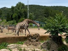 -大连森林动物园