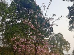 -南山植物园