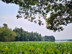 -东湖落雁景区