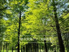 -溱湖国家湿地公园