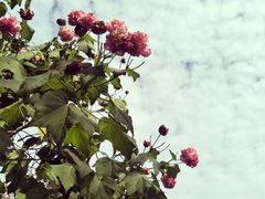 -堤角公园