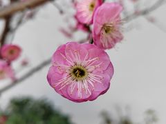 -北寺塔