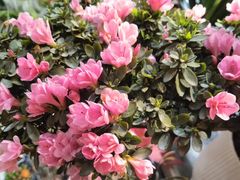 -双季花艺园艺市场(浦东店)