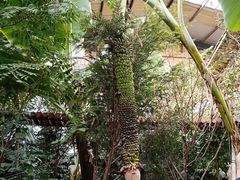 -呀路古热带植物园
