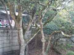 -普陀山慧济禅寺