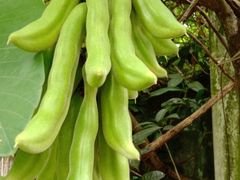 -桂林市花鸟市场