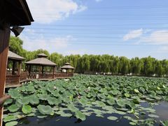 -尚庄度假村·庭台树下·户外烧烤·团建CS·轰趴营地(上庄水库店)