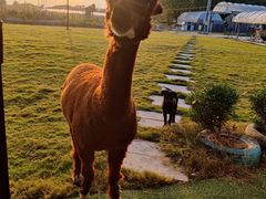 -美家乐农庄·露营·团建(大治路店)