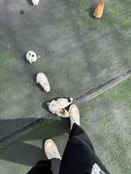 -萌宠亲子动物乐园(槐房万达店)