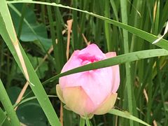 -荷塘月色湿地公园·向阳花洲
