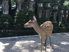 -奈良公园