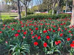 -昆山城市生态森林公园