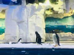 -华夏文旅海洋公园