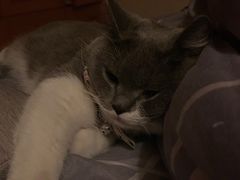 -瑞派康怡24h宠物医院·犬猫医疗中心·微创绝育(瑞景分院)