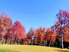 -顺峰山公园