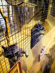 -酷嗒动物文化乐园(cutezoo西溪乐天城店)