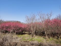 -南京市江宁方山