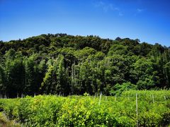 -广州市帽峰山景区