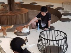 -飞行喵MR PILOT|猫舍·猫咖(静安大融城店)