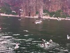 -长岛万鸟岛