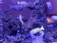 -上和臻品中国菜(花园街店)