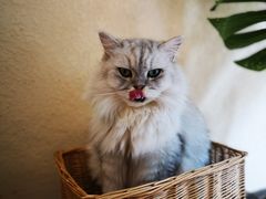 -猫友咖啡店(玉林西路店)